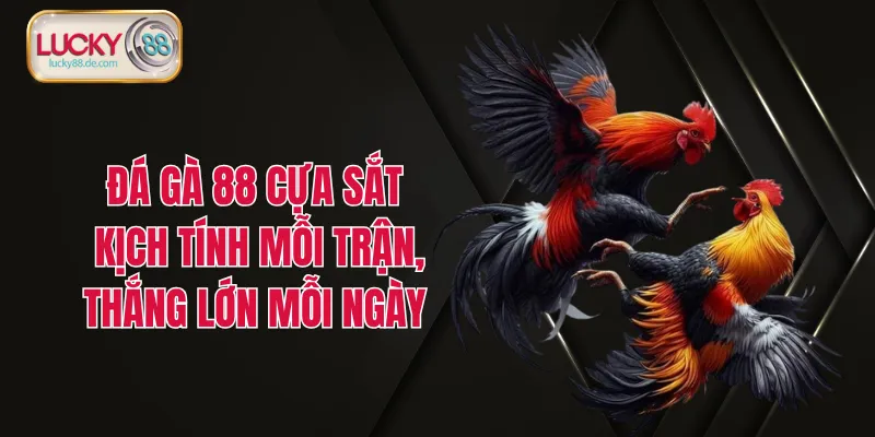 Đá Gà 88 Cựa Sắt - Kịch Tính Mỗi Trận, Thắng Lớn Mỗi Ngày